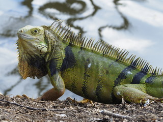Big Green Iguana