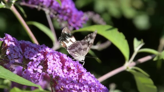 La farfalla sbatte le ali mentre succhia il nettare dal fiore colorato