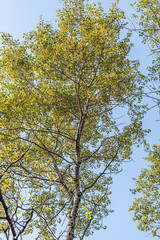 Fototapeta premium Tall Tree and Sky