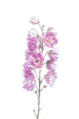 Isolated Lilac Larkspur
