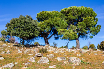 Pinos y encinas en la pradera. Avila. España. Europa.