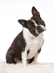 Boston terrier dog tilting head funny. Funny looking puppy.. Image taken in a studio with white background. Isolated on white.