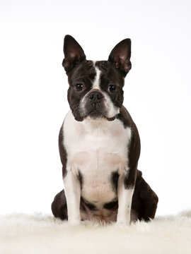 Boston terrier dog portrait. Image taken in a studio with white background. Isolated on white.