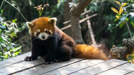 Cute Red panda, a native animal for southwestern China, Central China