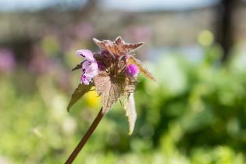 Violet wild spring beautiful flower macro nature blossom blurred river on background. Nice sunny positive day 