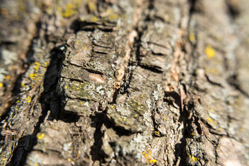 Wood cork brown close up macro texture tree with moss decorative background