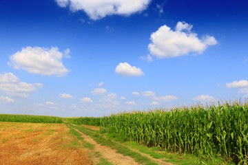 Green field with young corn