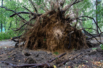 Fallen tree lies on the road in the yard. After the storm. Protruding roots and tree trunk