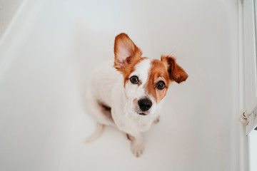 cute lovely small dog wet in bathtub ready to get clean and dry home. white background. Pets indoors