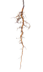 young long roots of apple tree is isolated on background, close up