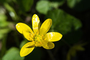Yellow botany spring beautiful flower macro nature bloom blurred contrast background