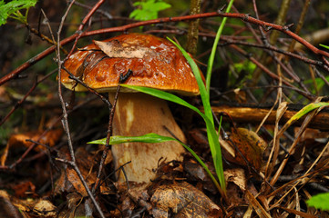 Fototapeta premium White mushroom close up. Forest, summer, nature
