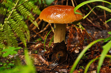 White mushroom close up. Forest, summer, nature