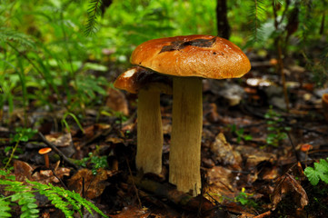 White mushroom close up. Forest, summer, nature