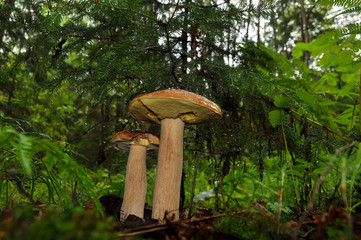 White mushroom close up. Forest, summer, nature