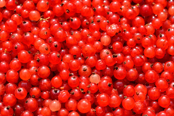 background of red currant berries