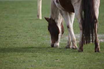 Closeup view of Beautiful brown pinto horse eating grass