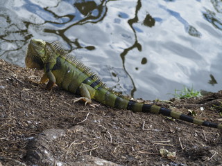 Big Green Iguana