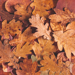 Autumn composition. Texture made of dried oak leaves. Autumn, fall, thanksgiving day concept. Flat lay, top view, copy space, square