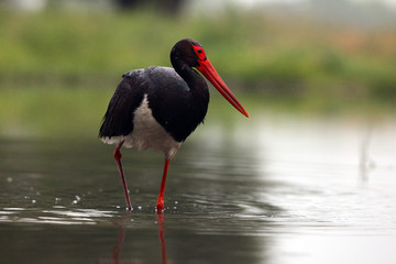 The black stork (Ciconia nigra) fishing in the shallow lagoon.