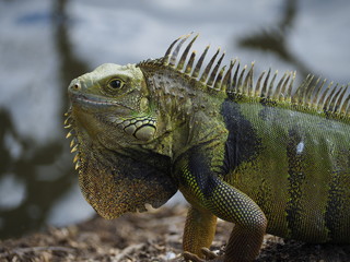 Big Green Iguana