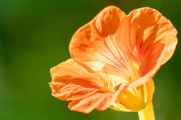 Betörender Duft der Frühlingsblumen im Gegenlicht des Sonnenscheins begrüßen Frühling und...