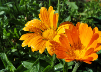 Macro photo of bright yellow calendula with dew on a hot summer Sunny day in the garden