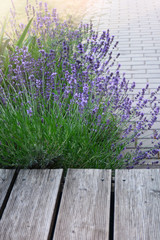 Lavender plant near rustic wooden terrace