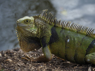 Big Green Iguana
