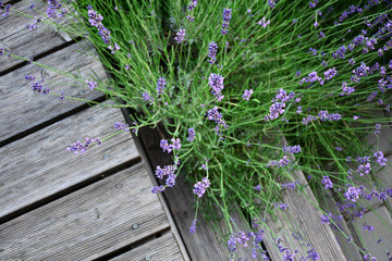 Blooming lavender plant near rustic wooden terrace background