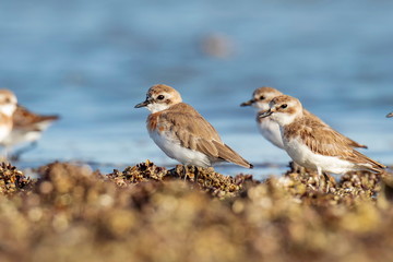Greater Sand Plover near the sea beach