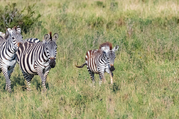 Obraz na płótnie Canvas A baby zebra running in the savannah in the Serengeti park, with the family in background