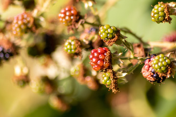 Süße Brombeeren aus dem heimischen Garten in Bio-Qualität ergänzen eine gesunde Ernährung mit Vitaminen und Vitamin C ohne Pestizide ökologisch nachhaltig und mit Liebe gezüchtet reif zur Ernte
