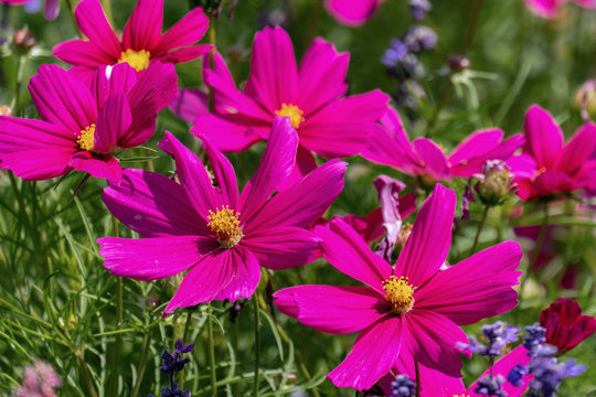 Colourful purple cosmea flower heads (garden cosmos)