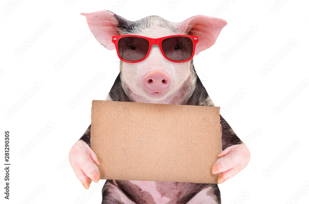 Wall mural portrait of a cute pig in sunglasses with a cardboard sign isolated on white background