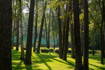 Park  of Pines and birches