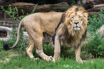 Obraz premium Portrait of an Asian lion