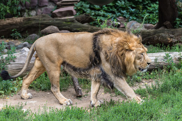 Portrait of an Asian lion