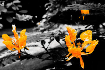 Fototapeta na wymiar Beautiful abstract textures close up color orange and yellow flower on the black and darkness isolated background and wallpaper