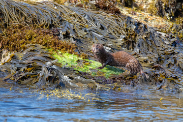 American mink, Neovison vison, standing/looking on coastal sea rocks and seaweed during a sunny summers days. Scotland, July.