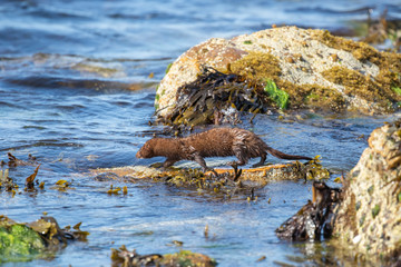Naklejka na ściany i meble American mink, Neovison vison, standing/looking on coastal sea rocks and seaweed during a sunny summers days. Scotland, July.