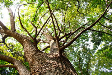 背景素材　樹木　1