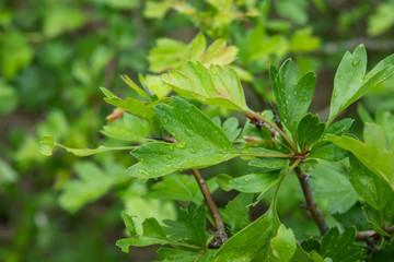 Hawthorn Leaves in Springtime