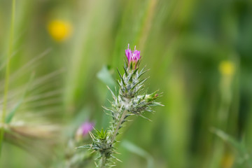 Plumeless Thistle Flowers in Bloom in Springtime
