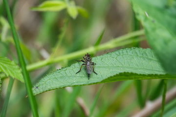 Robber Fly on Leaf in Springtime