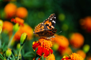 Fototapeta na wymiar Painted lady butterfly, Vanessa cardui, adult on orange marigold in summertime