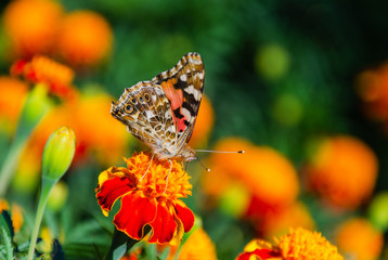 Painted lady butterfly, Vanessa cardui, adult on orange marigold in summertime