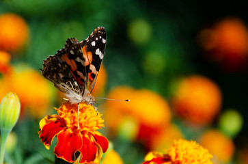 Painted lady butterfly, Vanessa cardui, adult on orange marigold in summertime