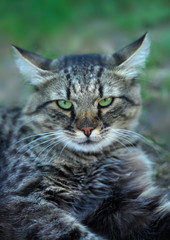 portrait of fluffy wild cat