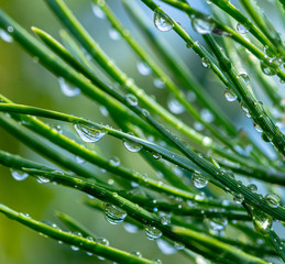 Drops on spruce after rain. Macro